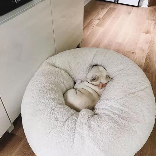  [猪猪]这猪猪狗的精致生活，我也想要体验一次，我有点羡慕