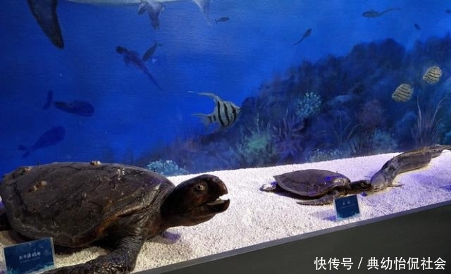 无需舍近求远,在福州也能看到海洋巨大生物的骨骼标本