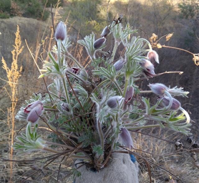 农村一野草，花像白发老头，根能治痔疮，看到请珍惜，40元一斤
