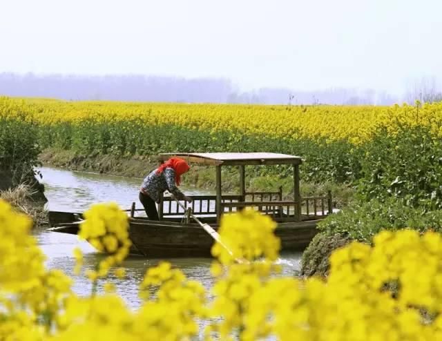 最江南的花海：惊艳不输婺源，情调不输威尼斯