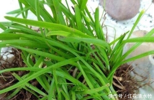  『塑料』冬季养盆栽韭菜，只需做“1步”，叶子又肥又壮，收获一茬接一茬