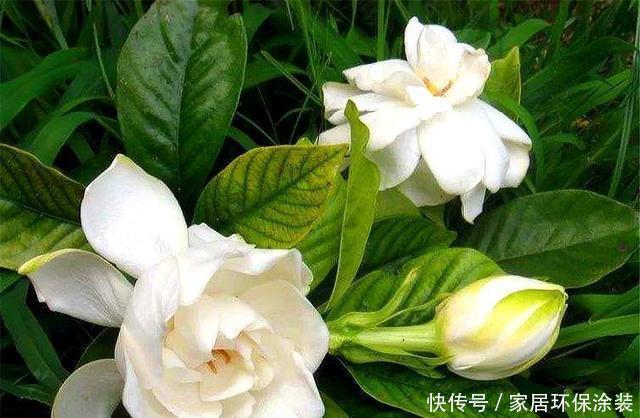  【回家】栀子花有3怕，难怪买回家里就黄叶，学会了叶子翠绿，开花多又香