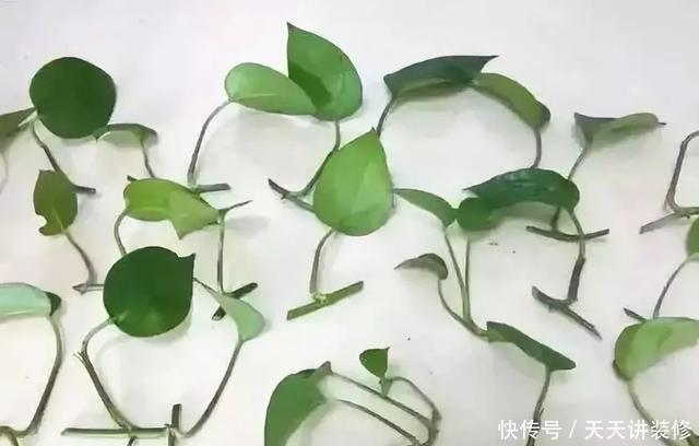  『绿萝』养花技巧：春天赶紧扦插绿萝，扯根枝插3盆，5种方法个个好活！