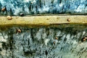  院里院外■每逢下雨，这种虫子就出来，农村太多了