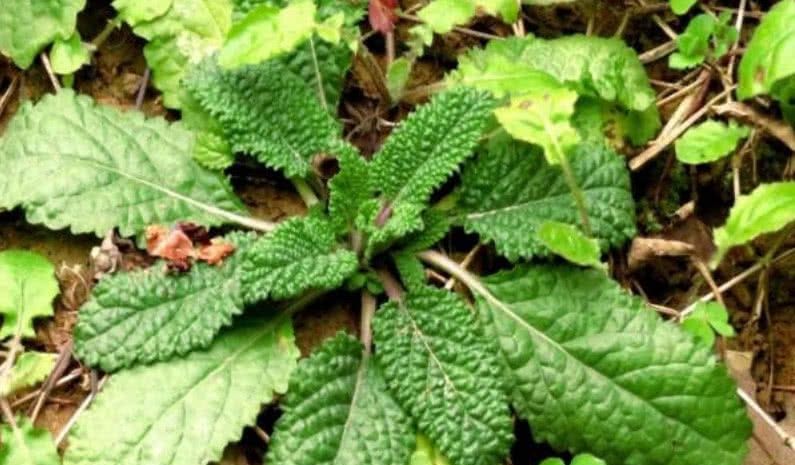 一种长得很“难看”的野草，总被人嫌弃，殊不知它价值珍贵