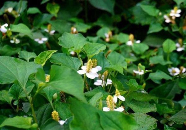  「田间」这4种野菜，经常误认为“田间杂草”，但农村人却当“宝”！