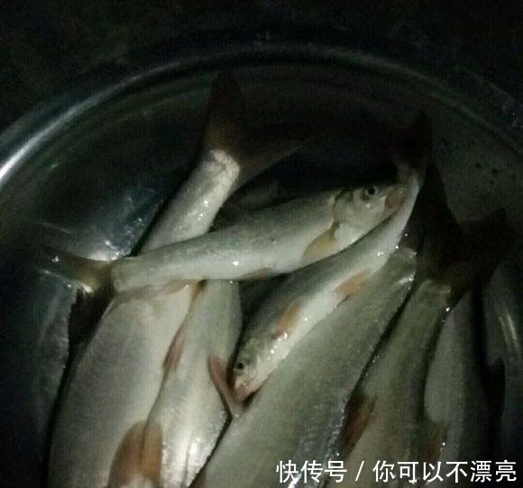 黄河现怪鱼群，疑似入侵鱼，实是消失多年的裸鲤，再现因黄河变清