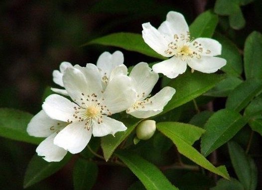 芳香:简单易养的香草植物,健康环保,开花香味十足,屋内溢满芳香