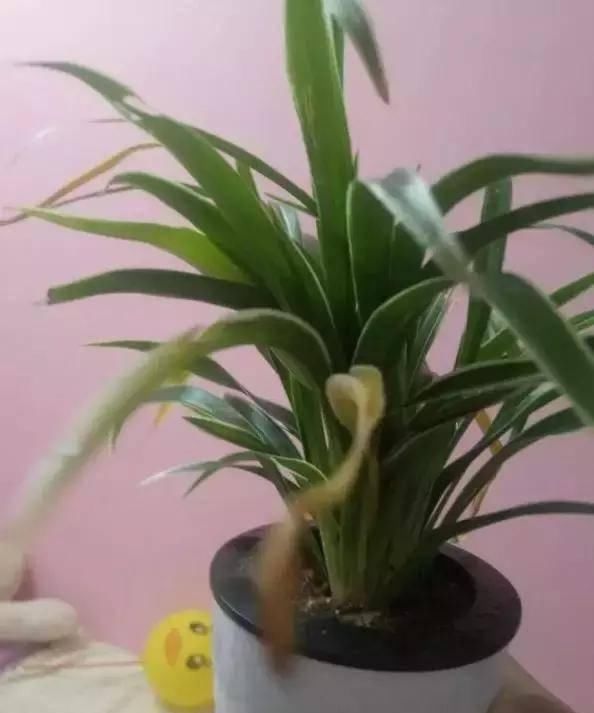  #花盆#懒人盆养花到底好不好，一张图告诉你答案！