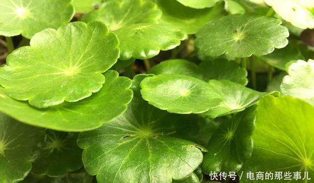  「春天」春天养铜钱草，需做“1件事”，叶子蹭蹭冒，越长越多挤满盆