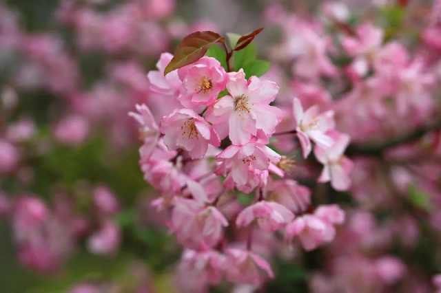 上海植物园@仙不过樱花,艳不过海棠,香不过含笑