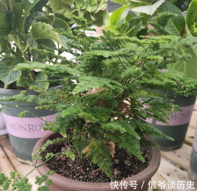 肥料:养护文竹小诀窍,做几件“小事”,养出“小森林”