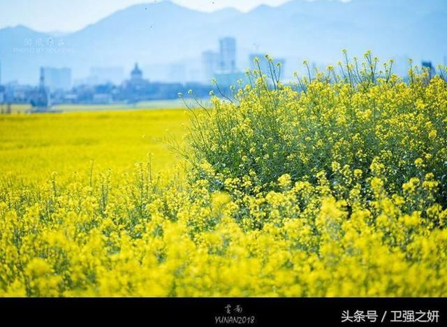 【空谷幽兰】烟雨花香又一春
