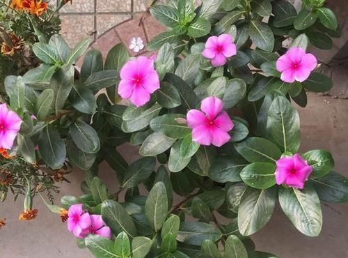 长春花■封闭阳台这么养四季梅,开花爆盆一整年,做错养一盆死一盆