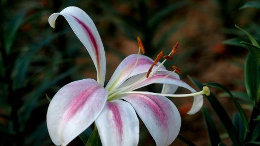  『小花』喜欢在家养殖花卉，就选这几朵小花，花色柔美靓丽，四季繁花似锦