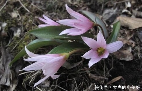 农村常见的一种野菜，具有清热解毒、散结消肿的价值