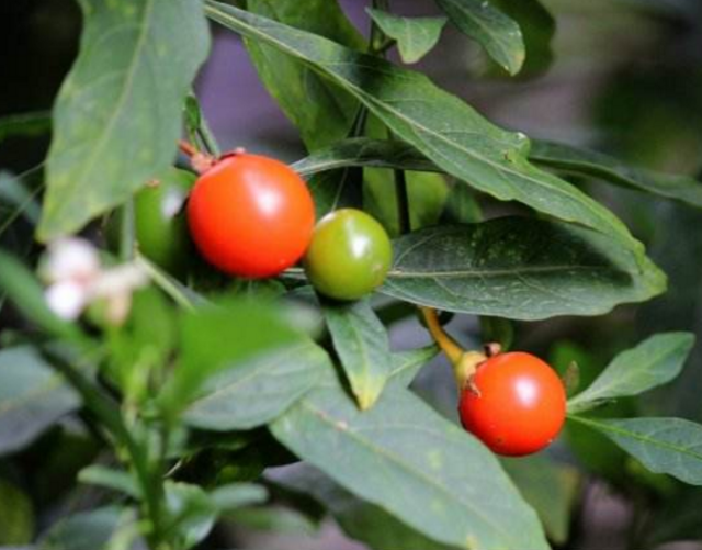  果实@农村一种“四季果”，果实光滑鲜艳，农民当害草，却是高价