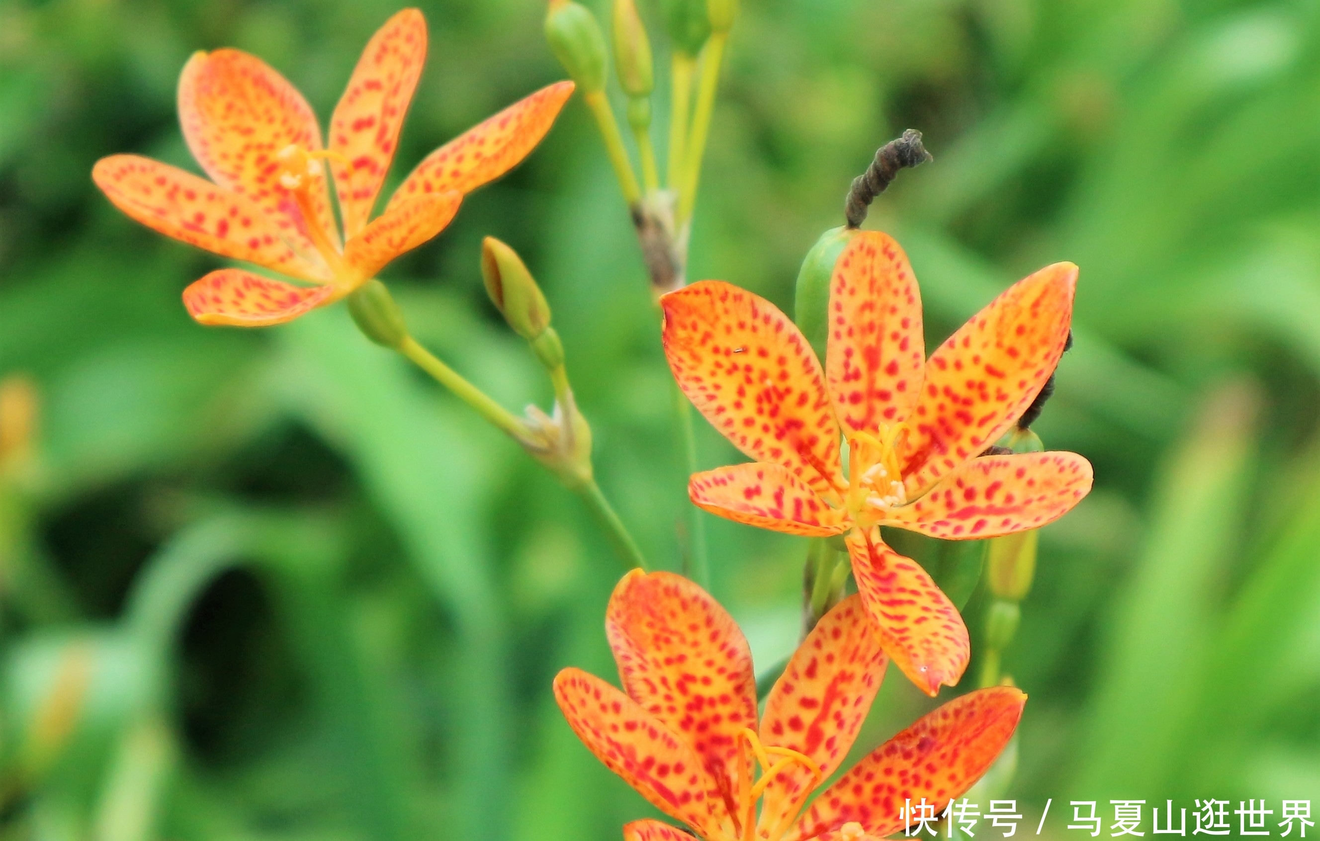  【值得】农民种植“懒汉农作物”，5亩收入40000元，值得借鉴吗