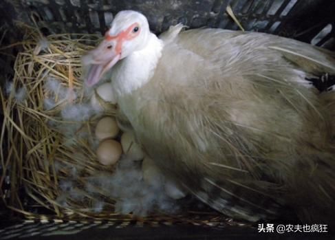 养殖小知识：鸡是白天下蛋，为何鸭是晚上下蛋？鹅啥时候下蛋？