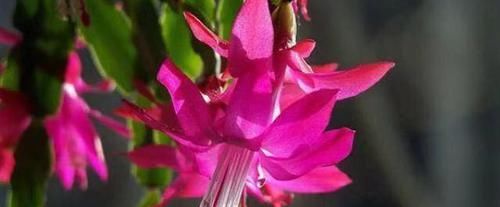  假昙花的花■如何区别蟹爪兰，假昙花和叶仙这三种绿植盆栽？