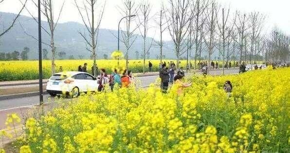 重庆这个岛，将变身成长江上游第一生态岛，曾拥有西南最早的机场