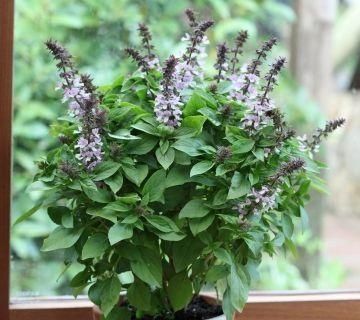  「香味」这些植物种出来可以当成香料，做菜的时候放上一把，色香俱全！