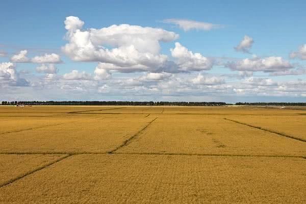  「模式」被称为养殖新模式的稻田养鱼，推广多地死鱼一片，因不