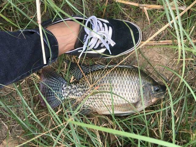  罗非鱼■钓小罗非鱼真的没什么意思，还是这样的罗非鱼钓起来比较有手感！