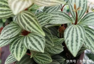  [根部]翡翠吊兰怎么养才能更旺盛