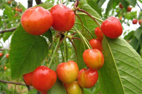 『精读』精读蒋捷的名词《一剪梅》:红了樱桃,绿了芭蕉