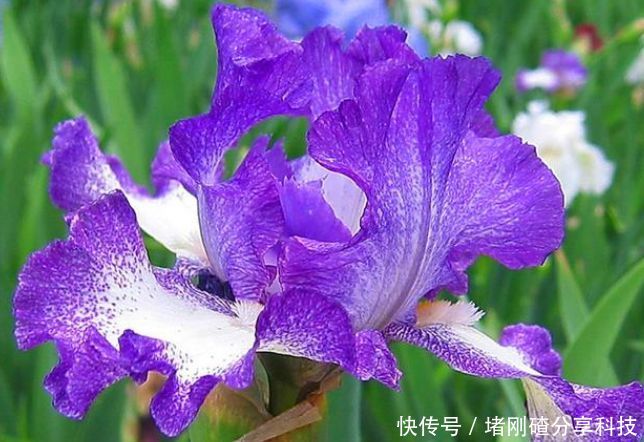 观赏价值■“4种花”是懒人的最爱,越懒养长得越好,给点阳光就爆盆!