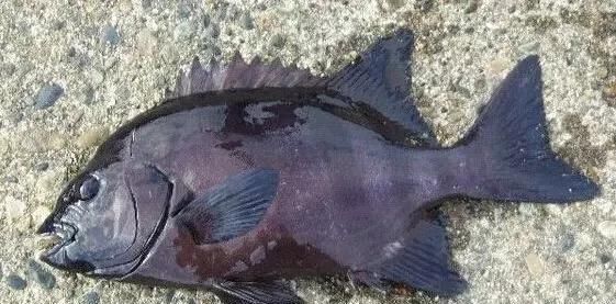  「东山叫红」46种海钓常见的鲷类鱼，最后一种高价的鱼原来也是鲷鱼，才知道