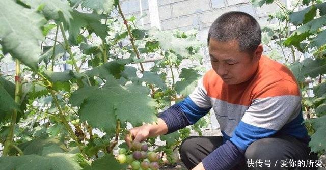  『葡萄』山东茌平洪官屯的葡萄熟啦