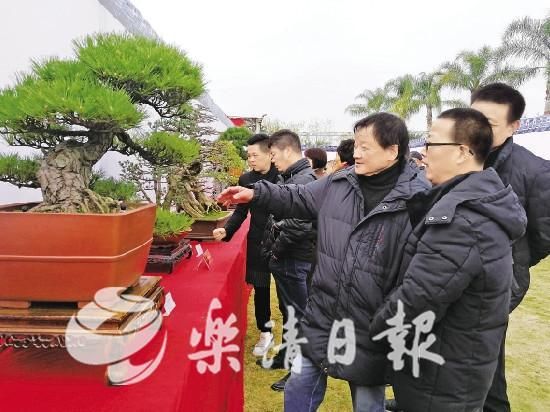 无声的诗 立体的画 盆景展览赏心悦目