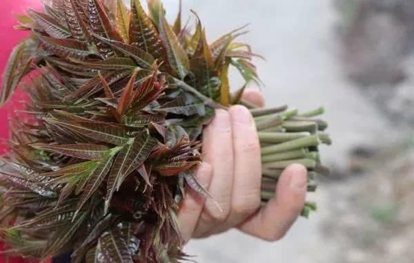  槐树@北京人的生活，一年四季都离不开树！