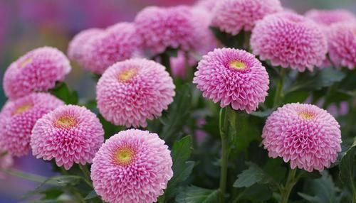  开似：喜欢菊花，就养盆乒乓菊，花开似乒乓，玲珑可爱，开花爆盆！美