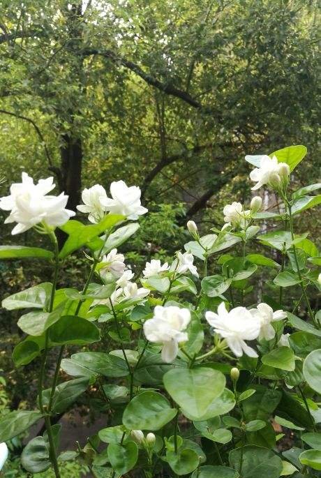  『栀子花』9种香水花，家里养一盆，屋里像是喷了法国香水