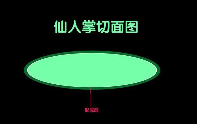  『嫁接』真正的养花人小齐，教你仙人掌嫁接蟹爪兰，你还用发愁嫁接不活吗