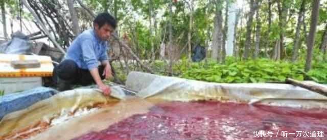 农民靠这个“臭水沟”月收入上万，城市里都没见过，你见过吗！