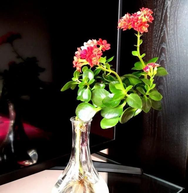  『以水培』春天就养的“5种花”,好养又漂亮,沾土就活,给点水就开花不断!