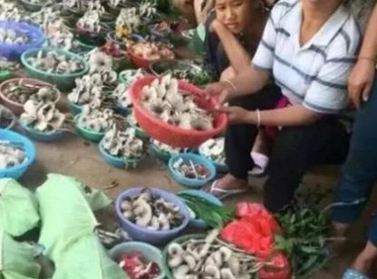  [农民]农村80后小时候经常吃的“它”现如今农民都舍不得吃，拿