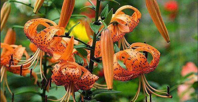  #常漂亮#这是我见过最漂亮的十种种球花，花期长、花色艳，真漂亮