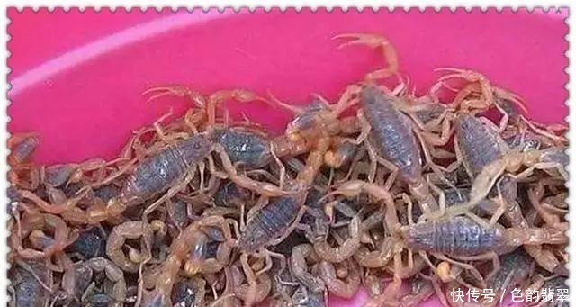  资金|一个人手里有3万元资金，在农村做什么养殖业呢？几个有前景