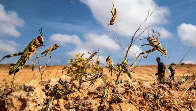  「蝗虫」已经入侵六城，比蝗虫更急的虫害来了，农民们早早准备下列农药