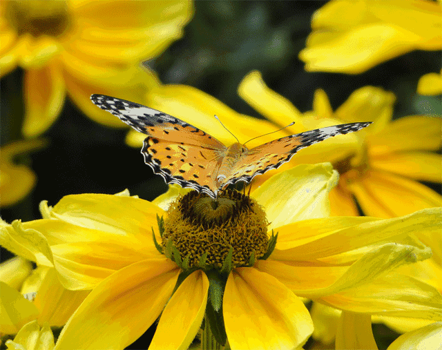  幼虫|养蝴蝶年赚百万，投入低还回报快