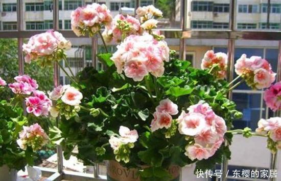 #杀菌消毒#养花先养根,一种“紫色溶液”效果好,平时滴一滴还能延长花期