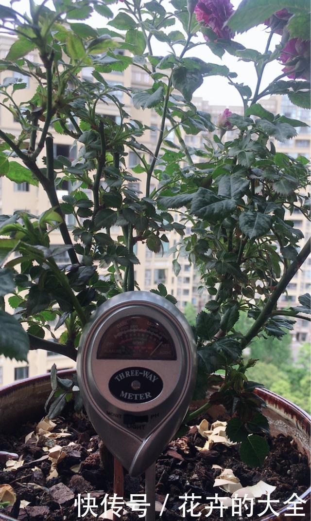 花儿|养花不懂浇水,盆里插上这“宝贝”,浇水心里有数,花儿呼呼开花