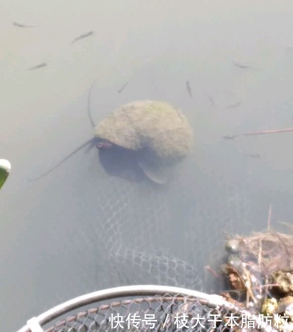 入侵生物？上海河道，现大量红色恶心生物，钓鱼人：河里鱼都没了