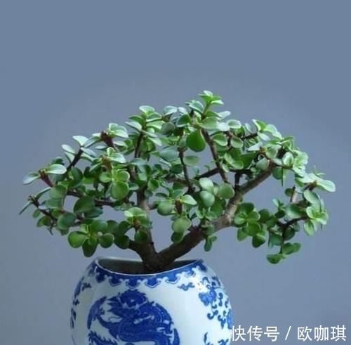 观赏价值@金钱树、富贵竹，都不如这4种花，招财纳福又镇宅，越养越值钱！