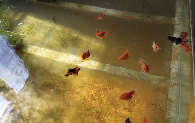 『开启氧气』对于鱼缸的整体水质和观赏鱼的状态而言,硝化细菌能算个啥?